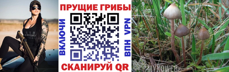 omg сайт  Апшеронск  Псилоцибиновые грибы Magic Shrooms  купить  